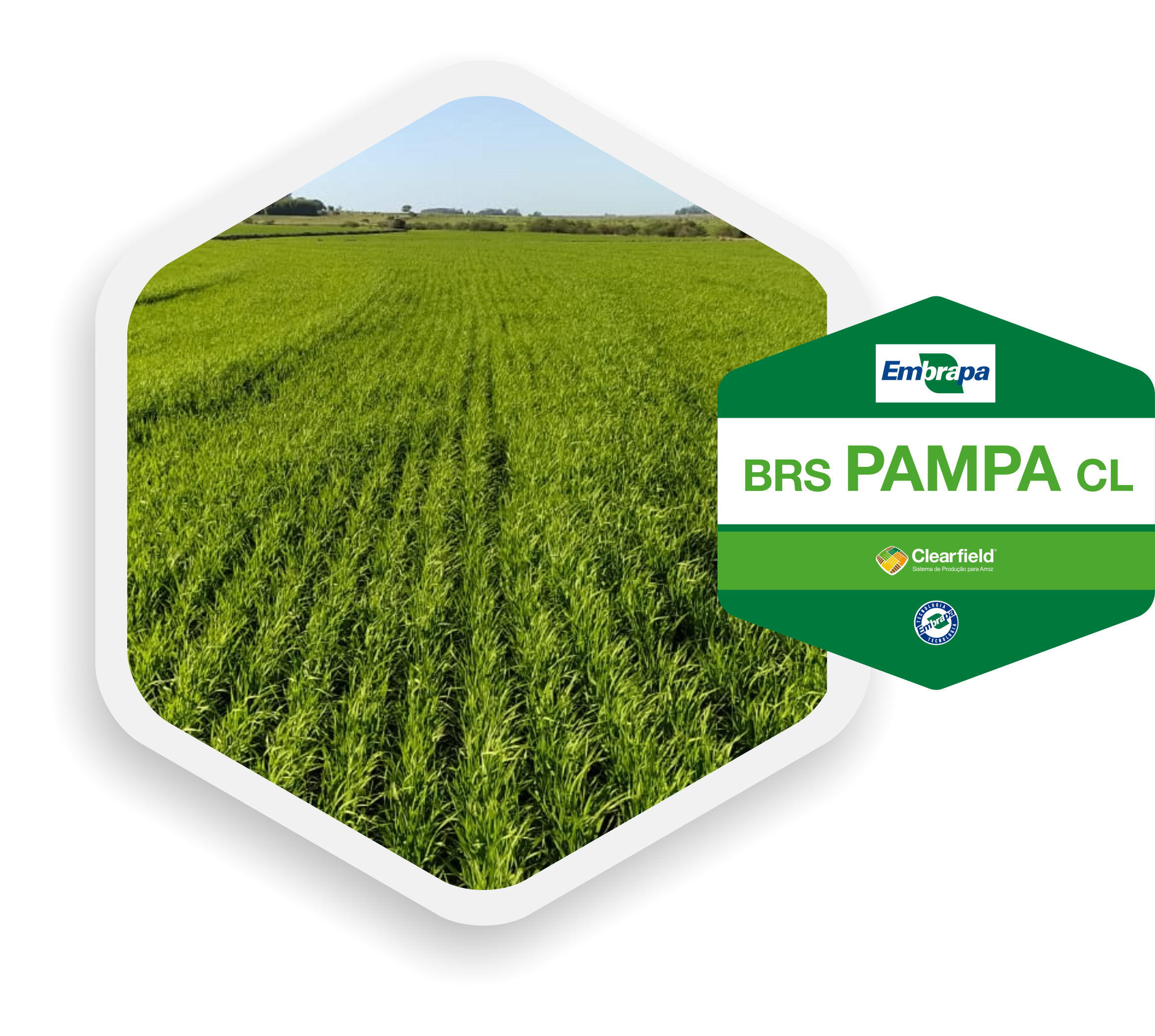 thedyagro_icon_BRS_PAMPA_CL-01