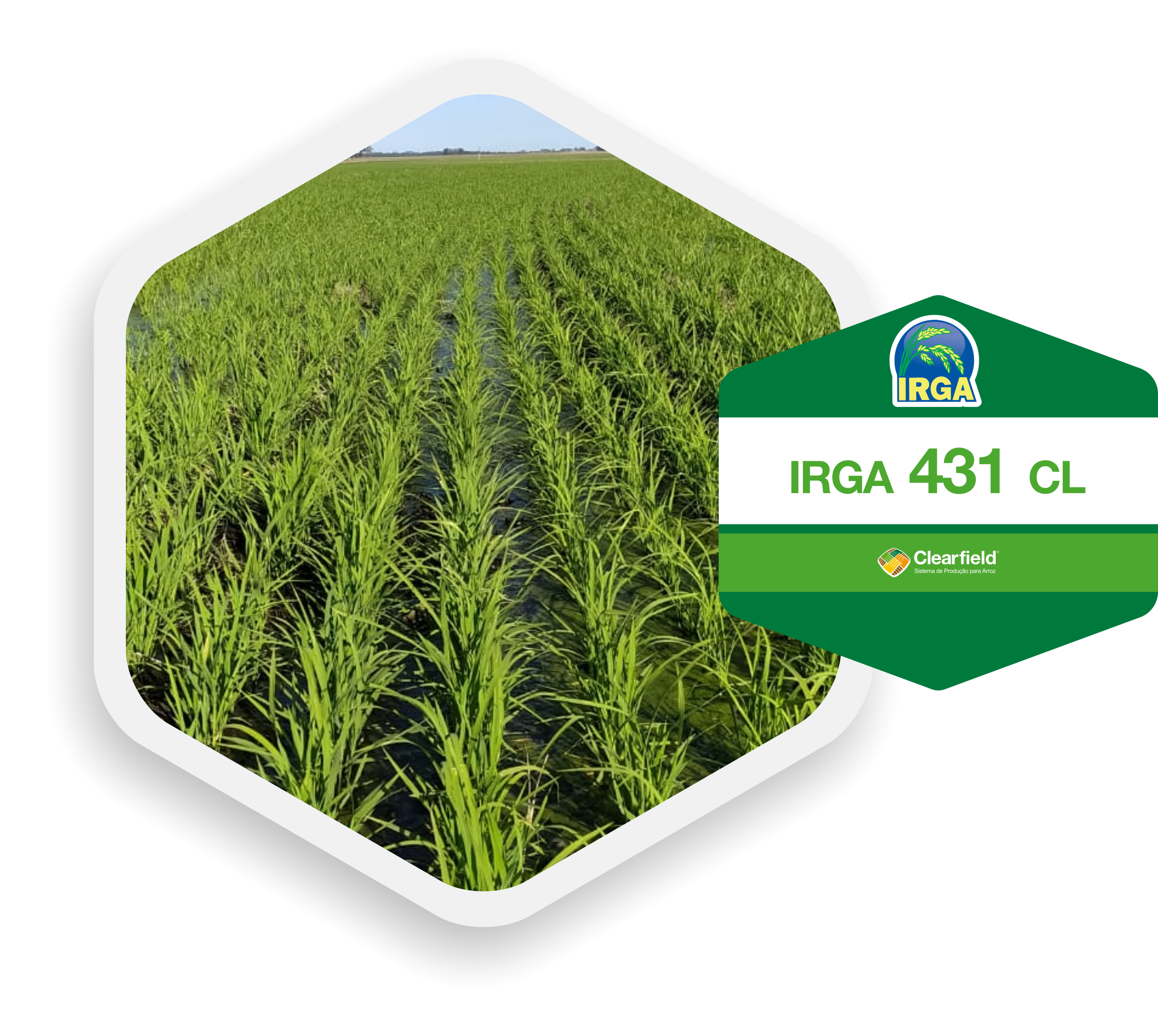 thedyagro_icon_IRGA_431_CL-01